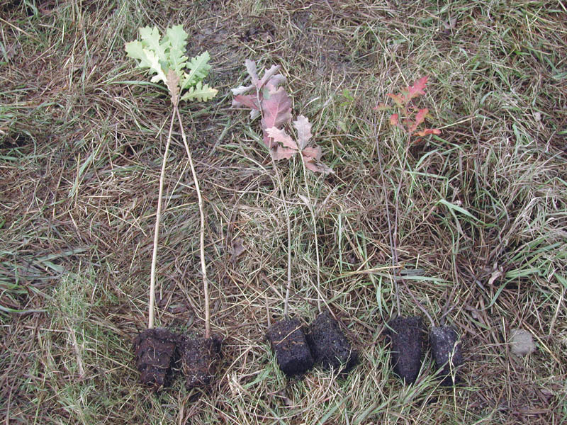 Several seedlings lie on the ground. Their roots are covered in dirt and are shaped like the the containers they were grown in.